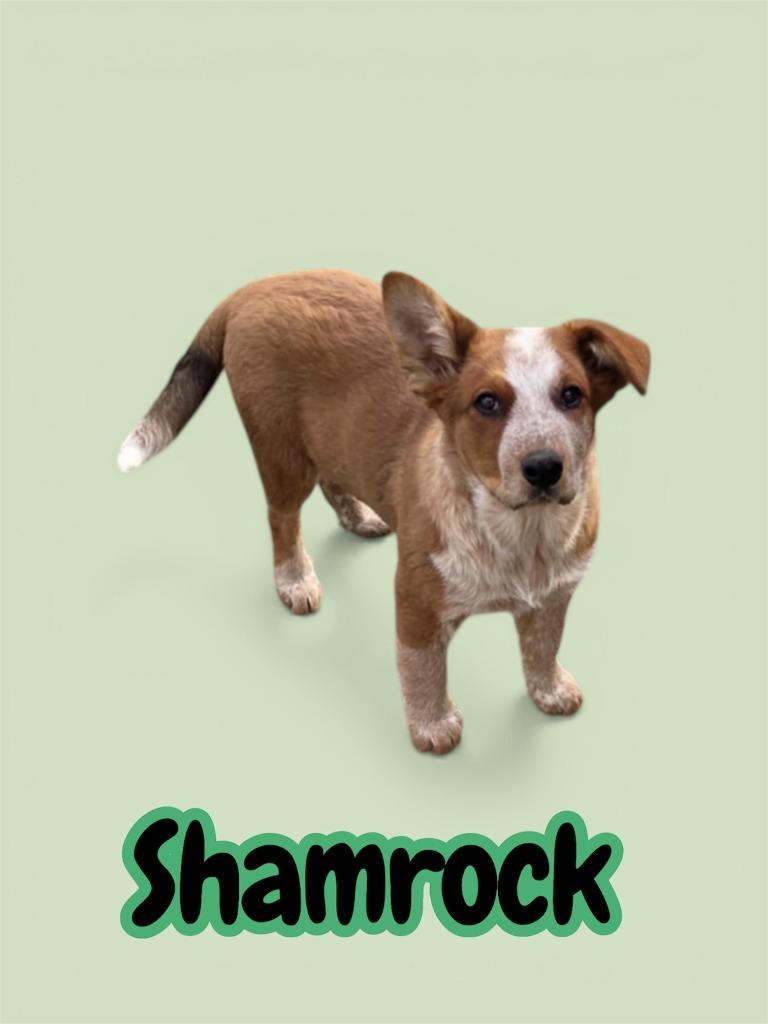 SHAMROCK, Adoptable, Puppy Male Australian Cattle Dog / Blue Heeler.