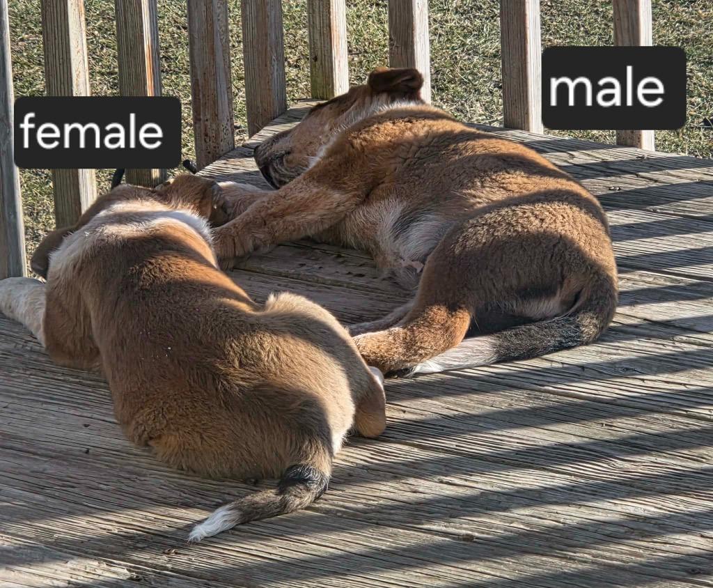 Enlarge SHAMROCK, a Adoptable Australian Cattle Dog / Blue Heeler in Moberly, MO image 2/2