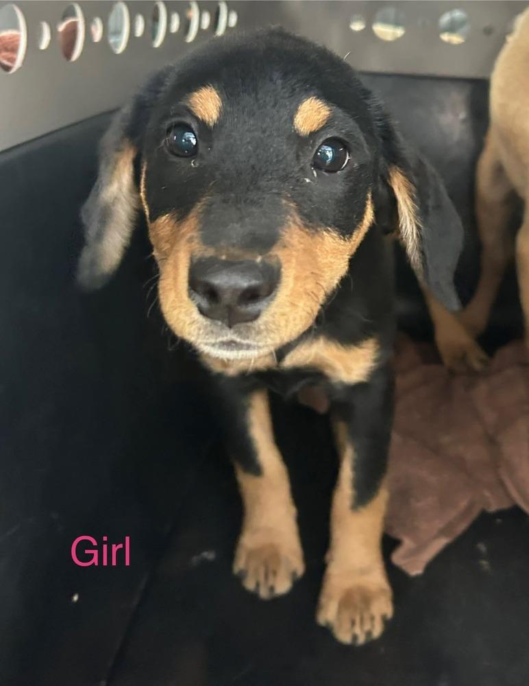 Enlarge Lonesome Dove : Elmira, a Adoptable mixed breed in Aurora, IN image 1/2