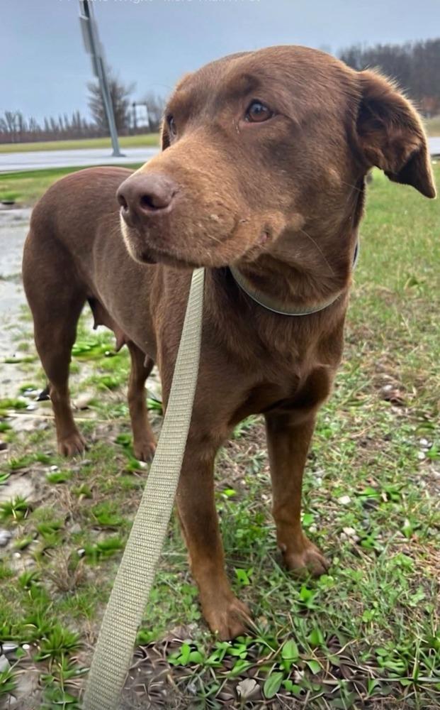 Enlarge Lonesome Dove : Elmira, a Adoptable mixed breed in Aurora, IN image 2/2