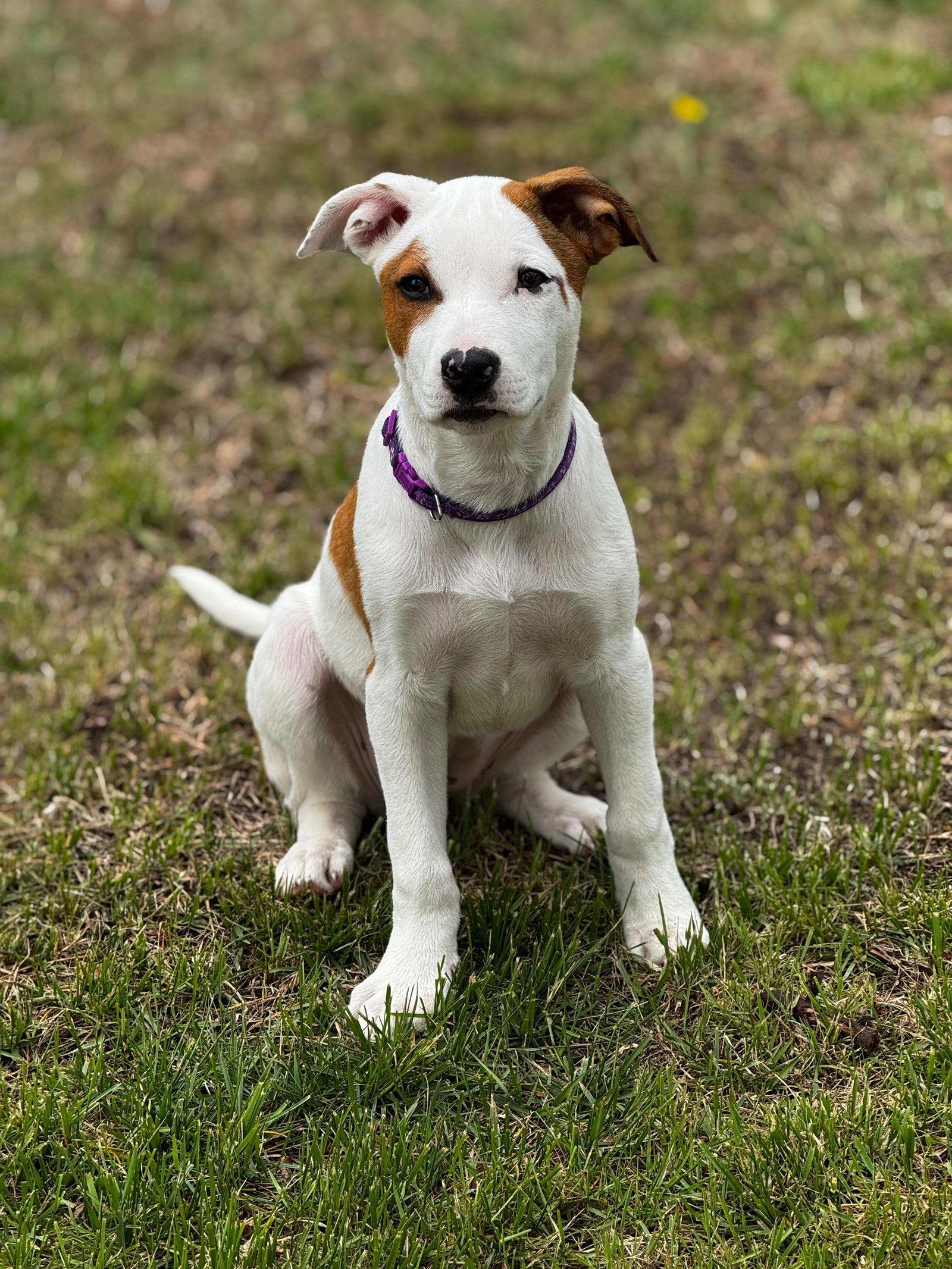 Enlarge Hannah, a Adoptable Mixed Breed in Cliffwood, NJ image 1/3