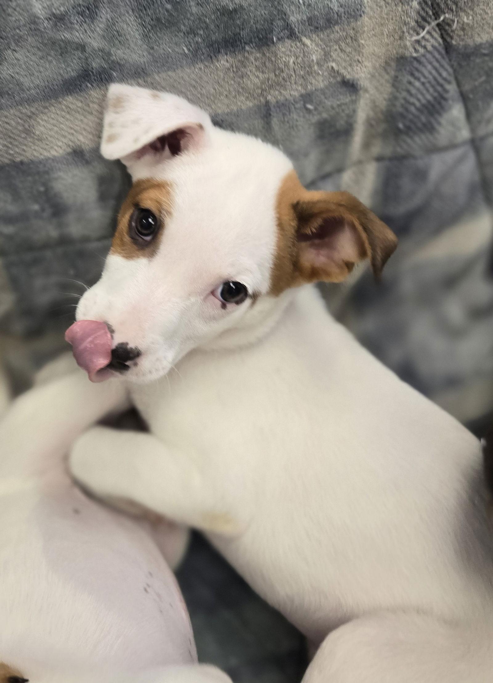 Enlarge Hannah, a Adoptable Mixed Breed in Cliffwood, NJ image 1/1