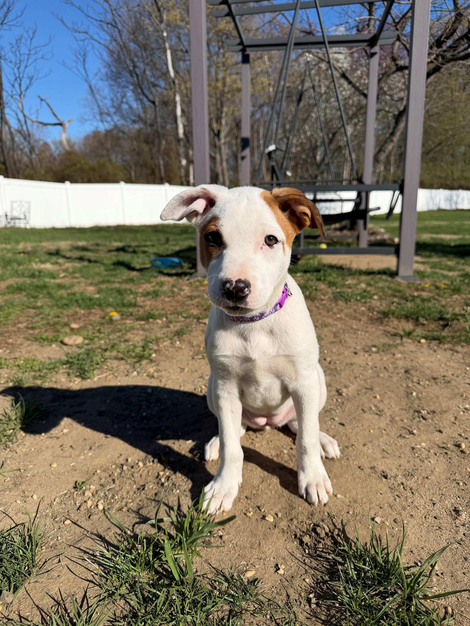 Enlarge Hannah, a Adoptable Mixed Breed in Cliffwood, NJ image 2/2