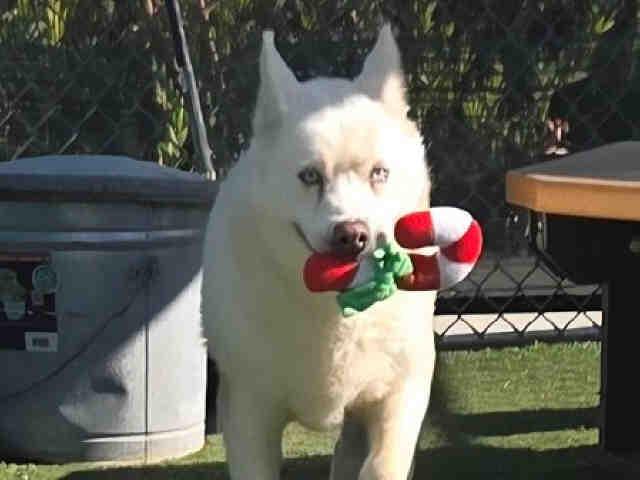 CORAL, Adoptable, Adult Female Siberian Husky & Mixed Breed.