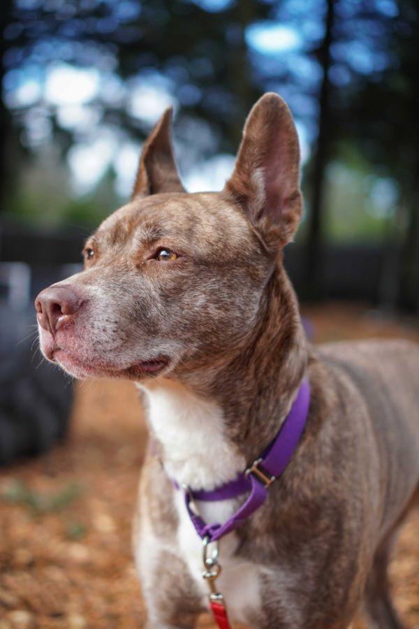 Ziggy, Adoptable, Adult Female Australian Cattle Dog / Blue Heeler & Pit Bull Terrier.