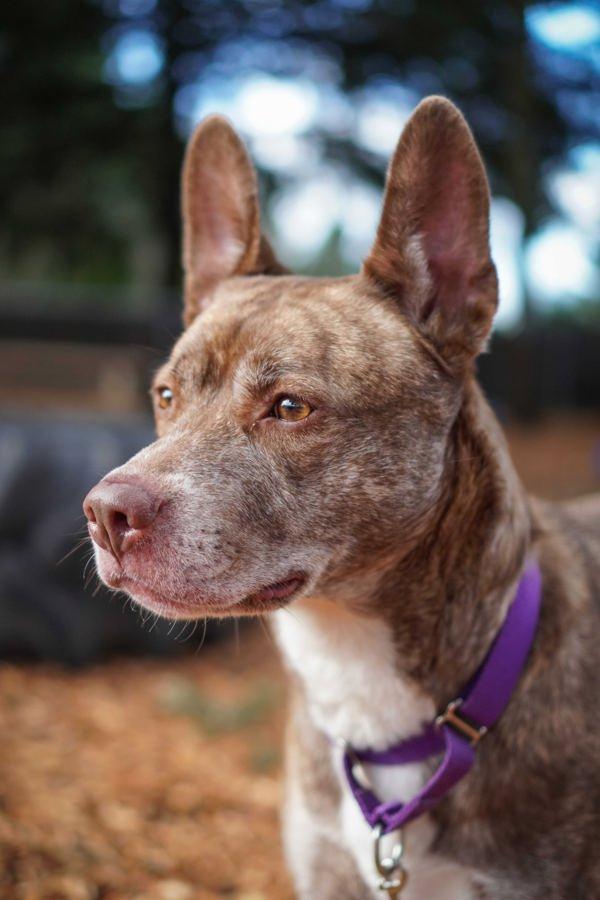 Ziggy, a Adoptable mixed breed in Vancouver, WA image 2/5