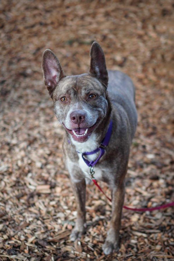 Ziggy, a Adoptable mixed breed in Vancouver, WA image 3/5