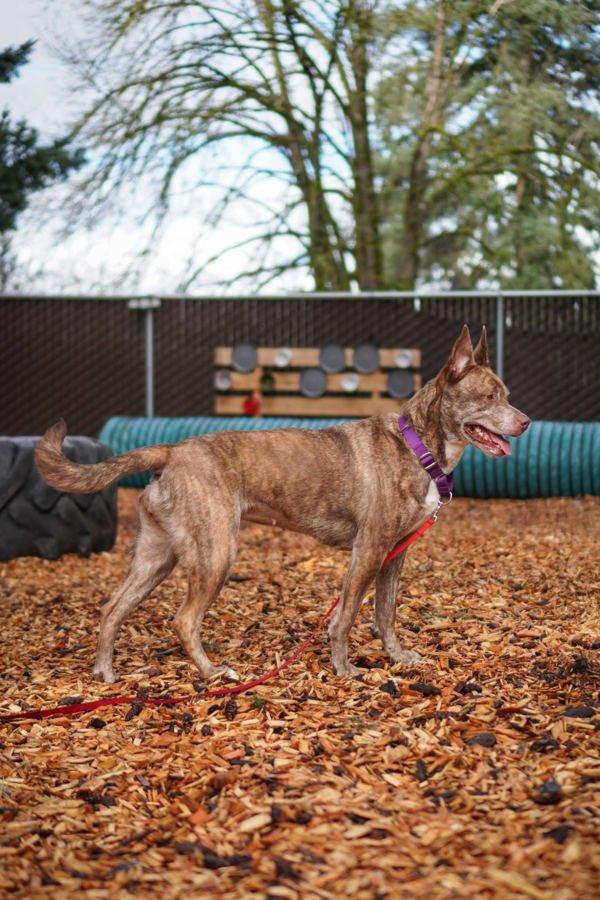 Ziggy, a Adoptable mixed breed in Vancouver, WA image 4/5