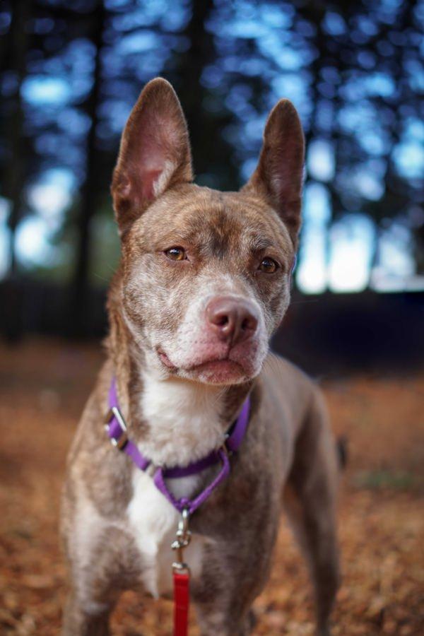 Ziggy, a Adoptable mixed breed in Vancouver, WA image 5/5
