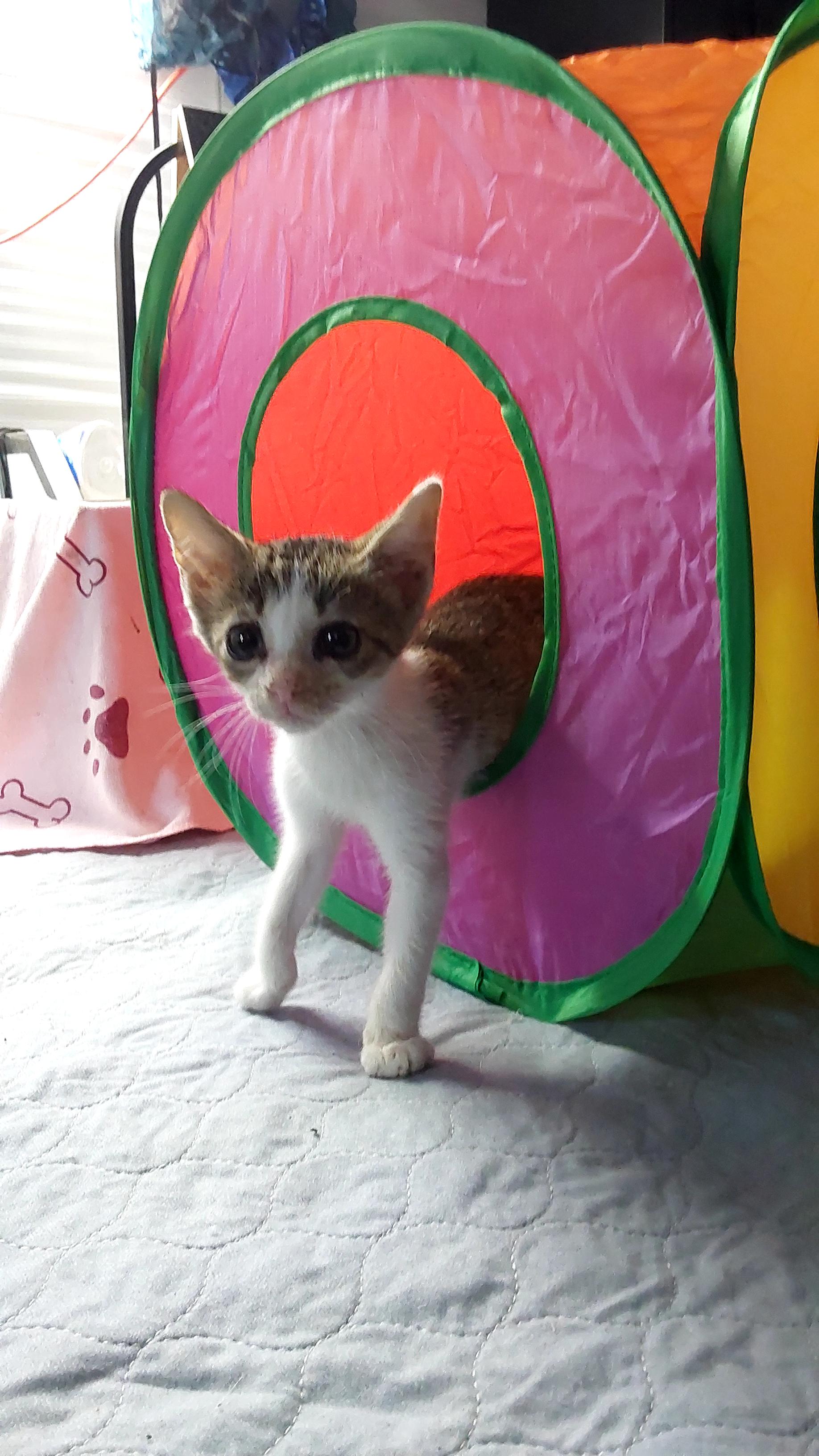 Kiko, an adoptable Tabby in Ville platte, LA, 70586 | Photo Image 6