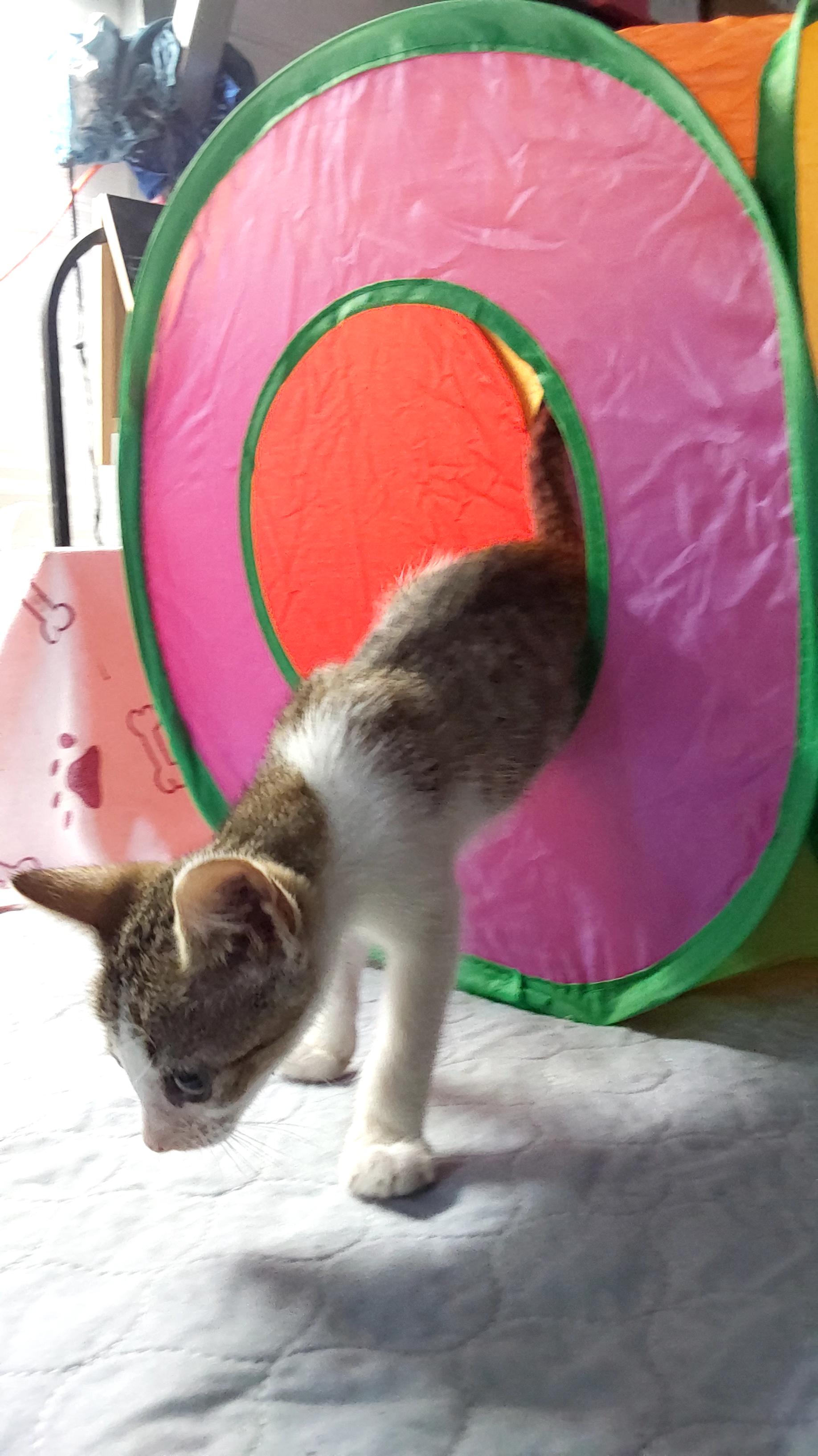 Kiko, an adoptable Tabby in Ville platte, LA, 70586 | Photo Image 1