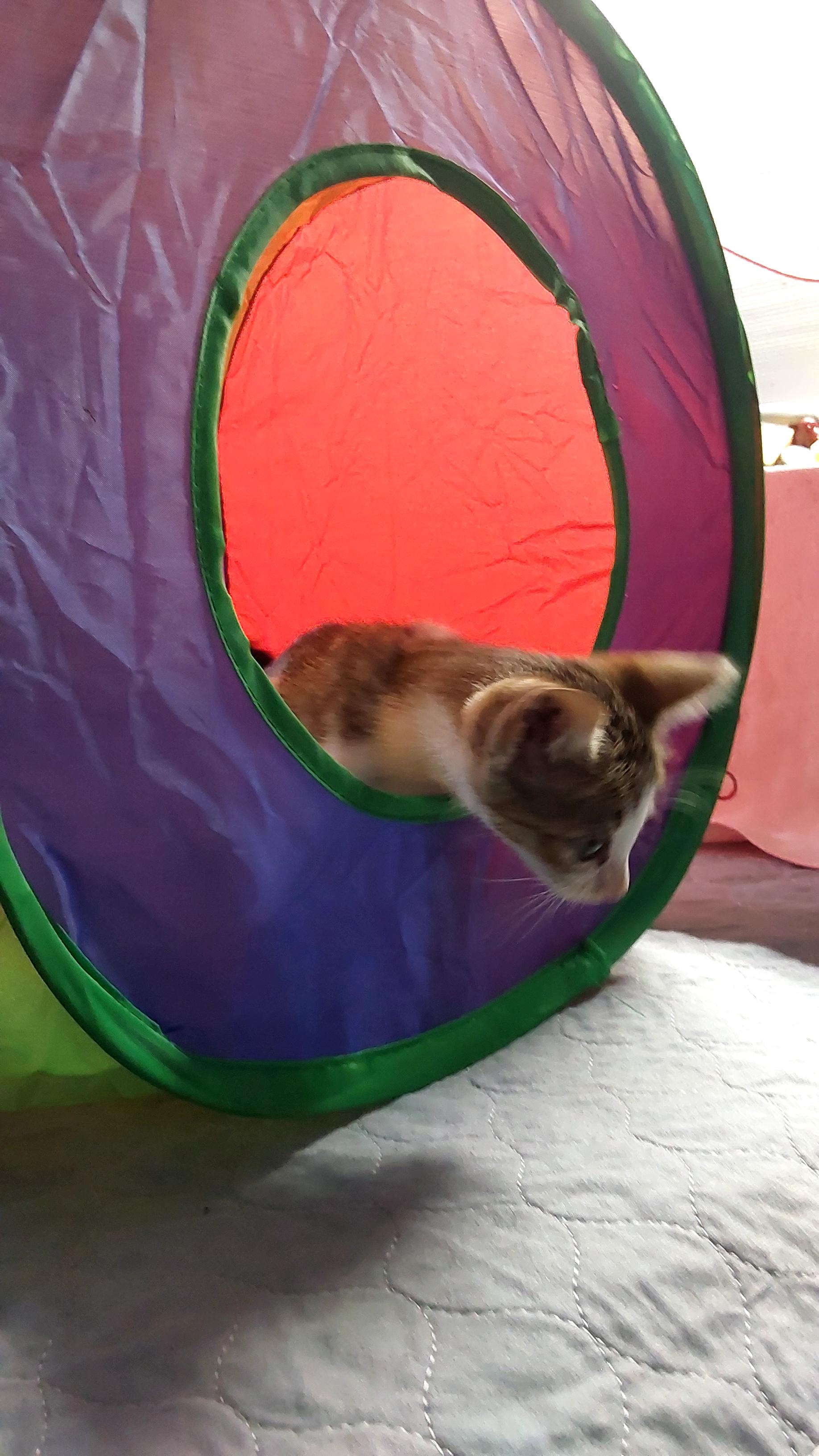 Kiko, an adoptable Tabby in Ville platte, LA, 70586 | Photo Image 2