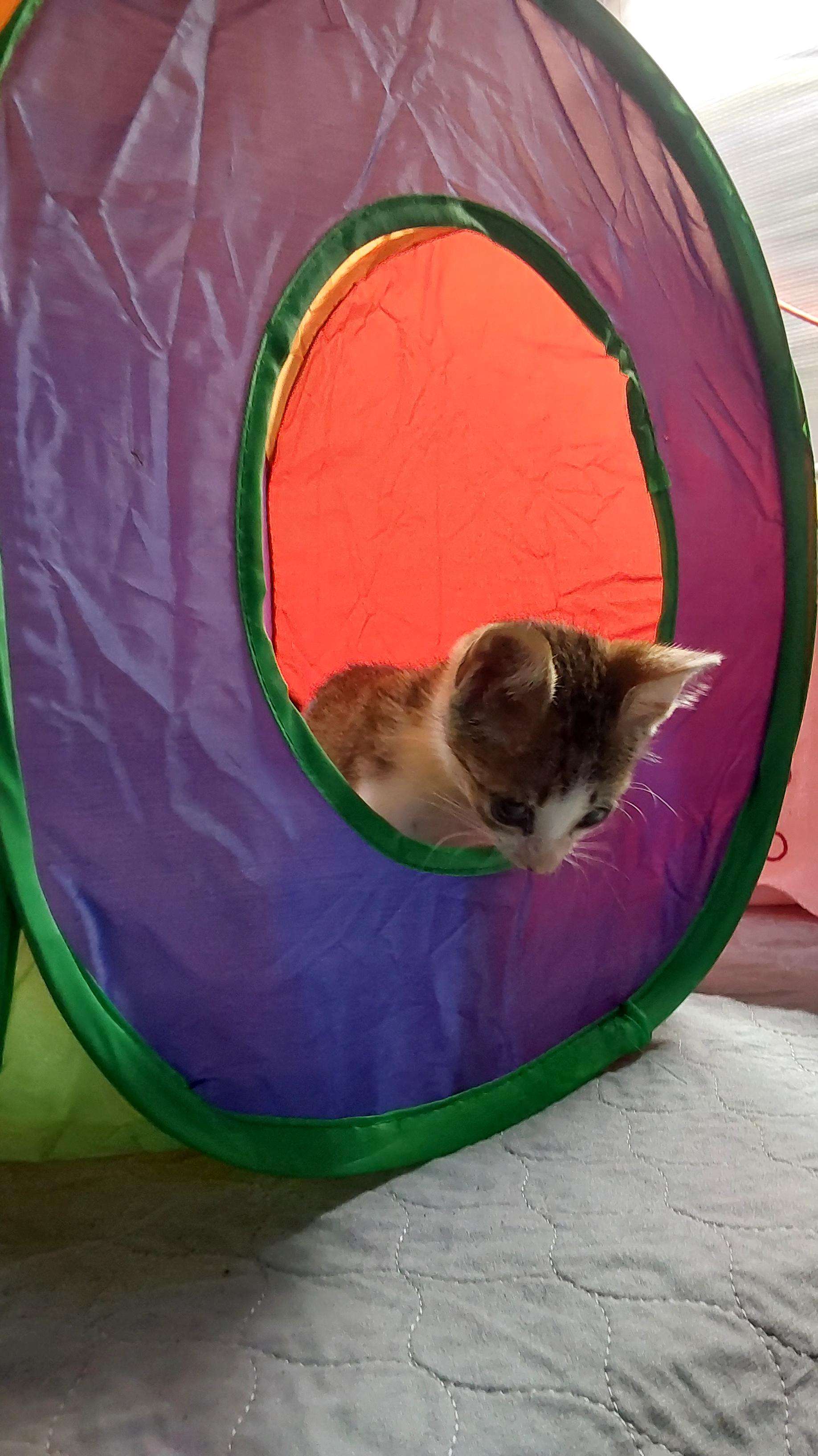 Kiko, an adoptable Tabby in Ville platte, LA, 70586 | Photo Image 3