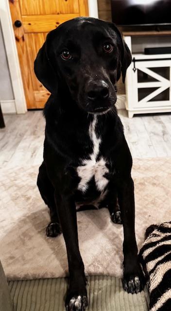 Enlarge Prissy LaRue, a Adopted mixed breed in Livingston, TX image 3/6