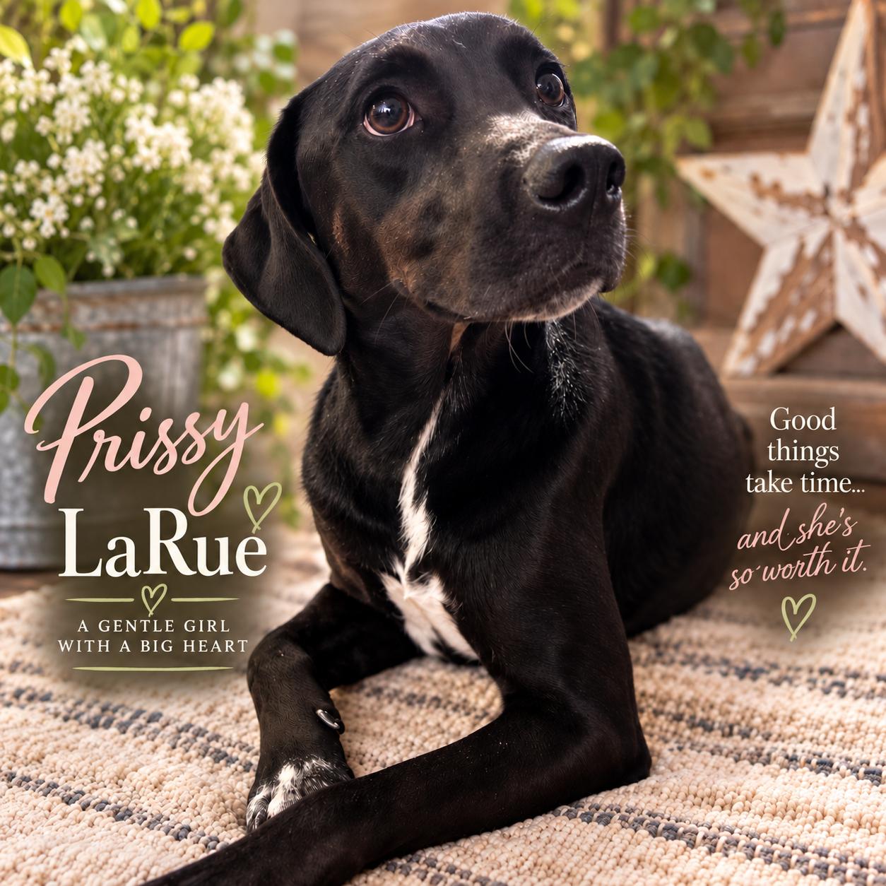 Prissy LaRue, Adoptable, Young Female Black Labrador Retriever & Pointer.