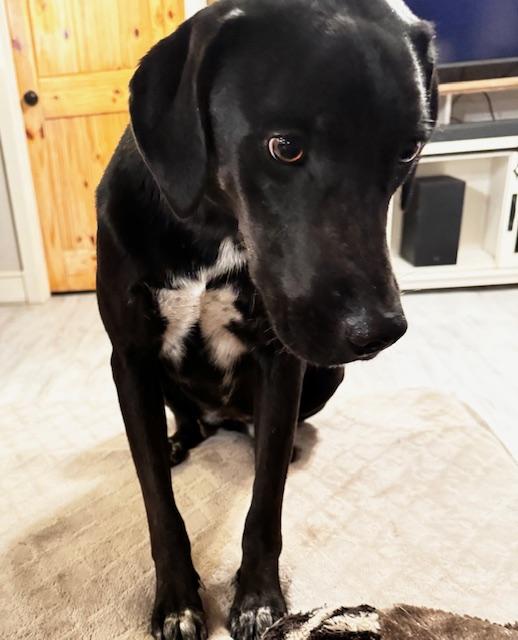 Enlarge Prissy LaRue, a Adopted mixed breed in Livingston, TX image 5/6