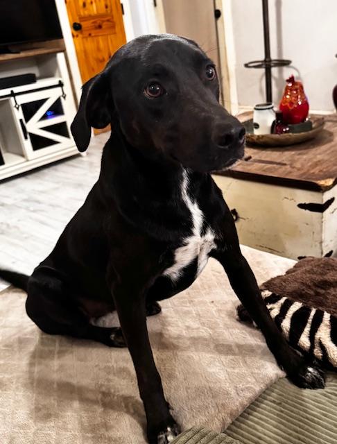 Enlarge Prissy LaRue, a Adopted mixed breed in Livingston, TX image 4/6