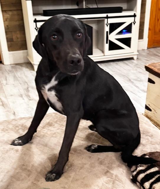 Enlarge Prissy LaRue, a Adopted mixed breed in Livingston, TX image 2/6
