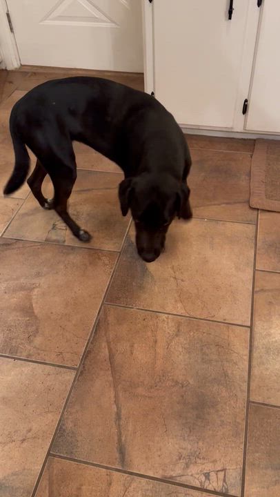 Enlarge Prissy LaRue, a Adopted mixed breed in Livingston, TX video 6/6