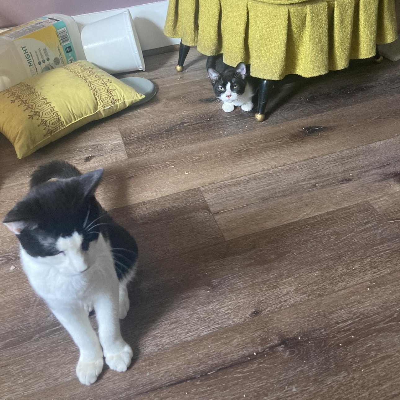 Bumble & Bee, a Adoptable Domestic Short Hair in Thomaston, CT image 3/6