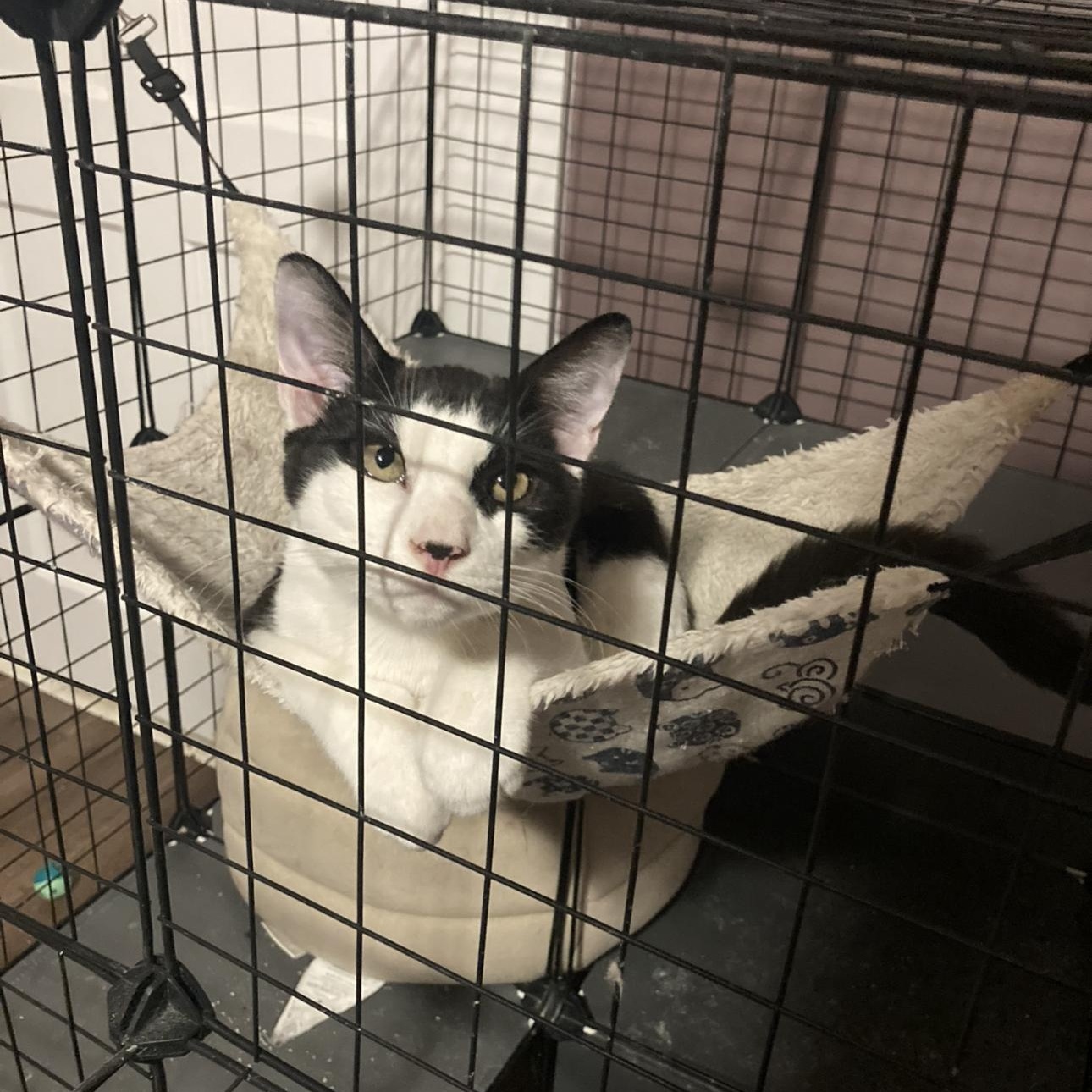 Bumble & Bee, a Adoptable Domestic Short Hair in Thomaston, CT image 6/6