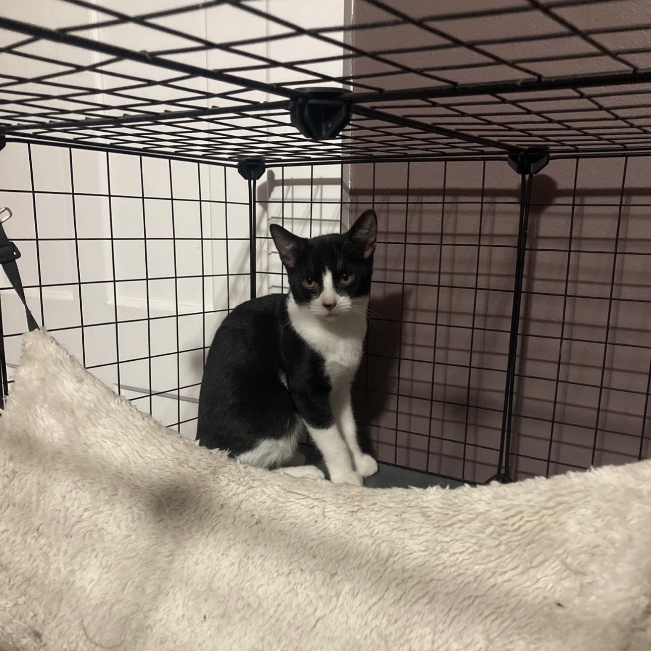 Bumble & Bee, a Adoptable Domestic Short Hair in Thomaston, CT image 4/6