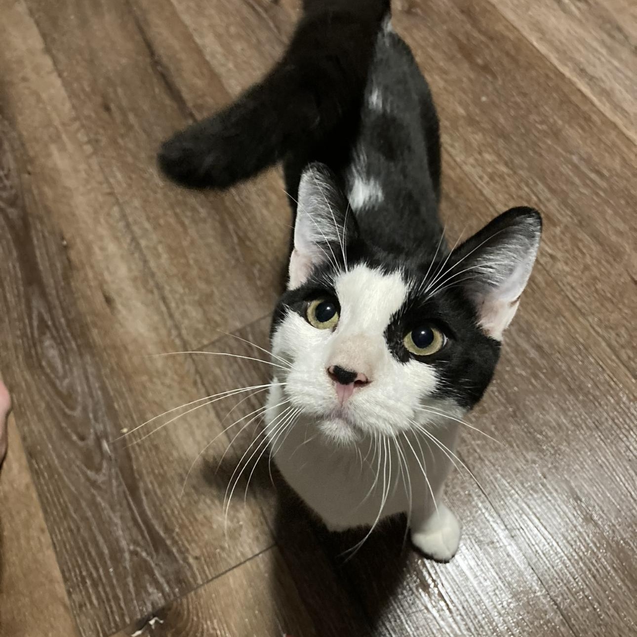 Bumble & Bee, a Adoptable Domestic Short Hair in Thomaston, CT image 5/6