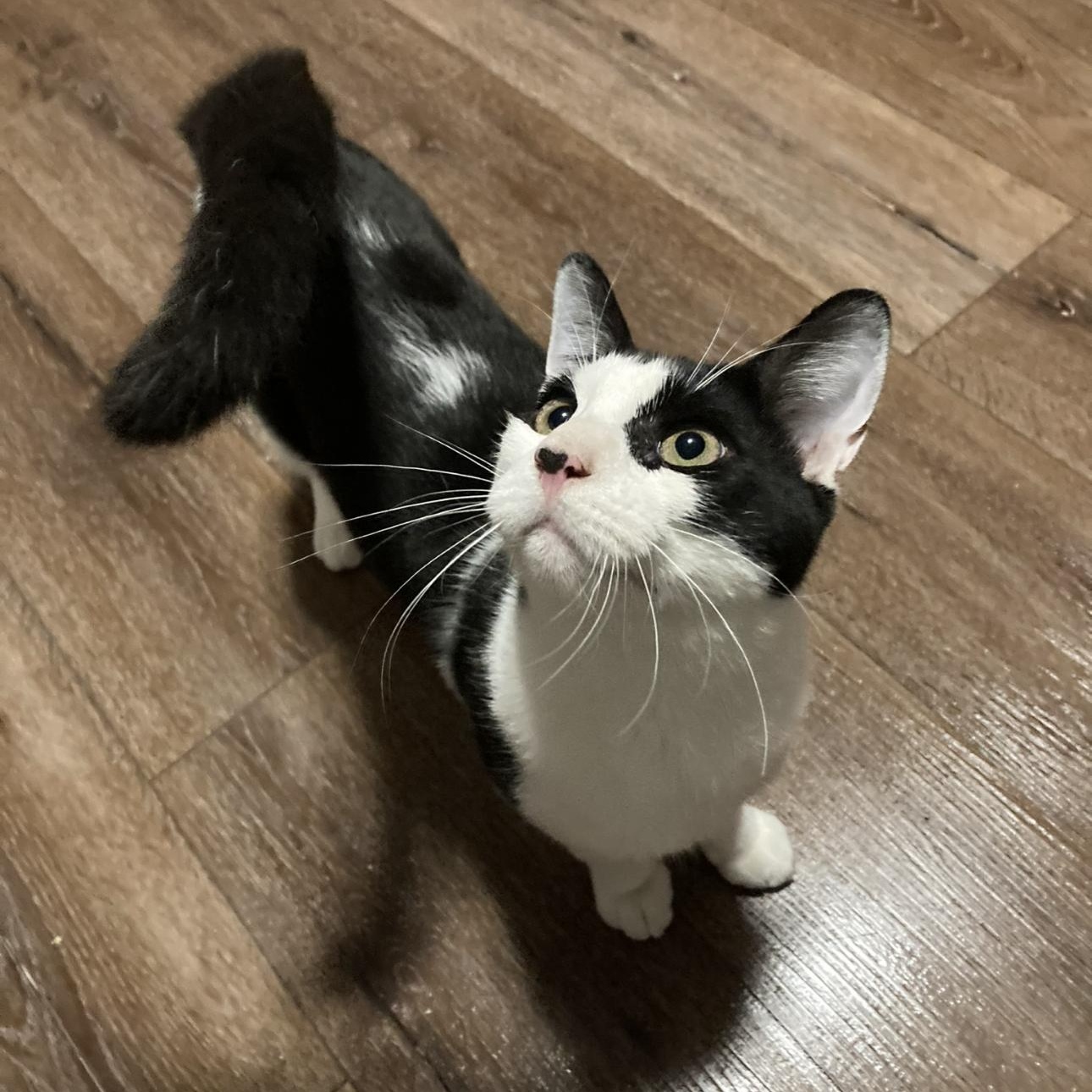 Bumble & Bee, Adoptable, Young Female Domestic Short Hair.