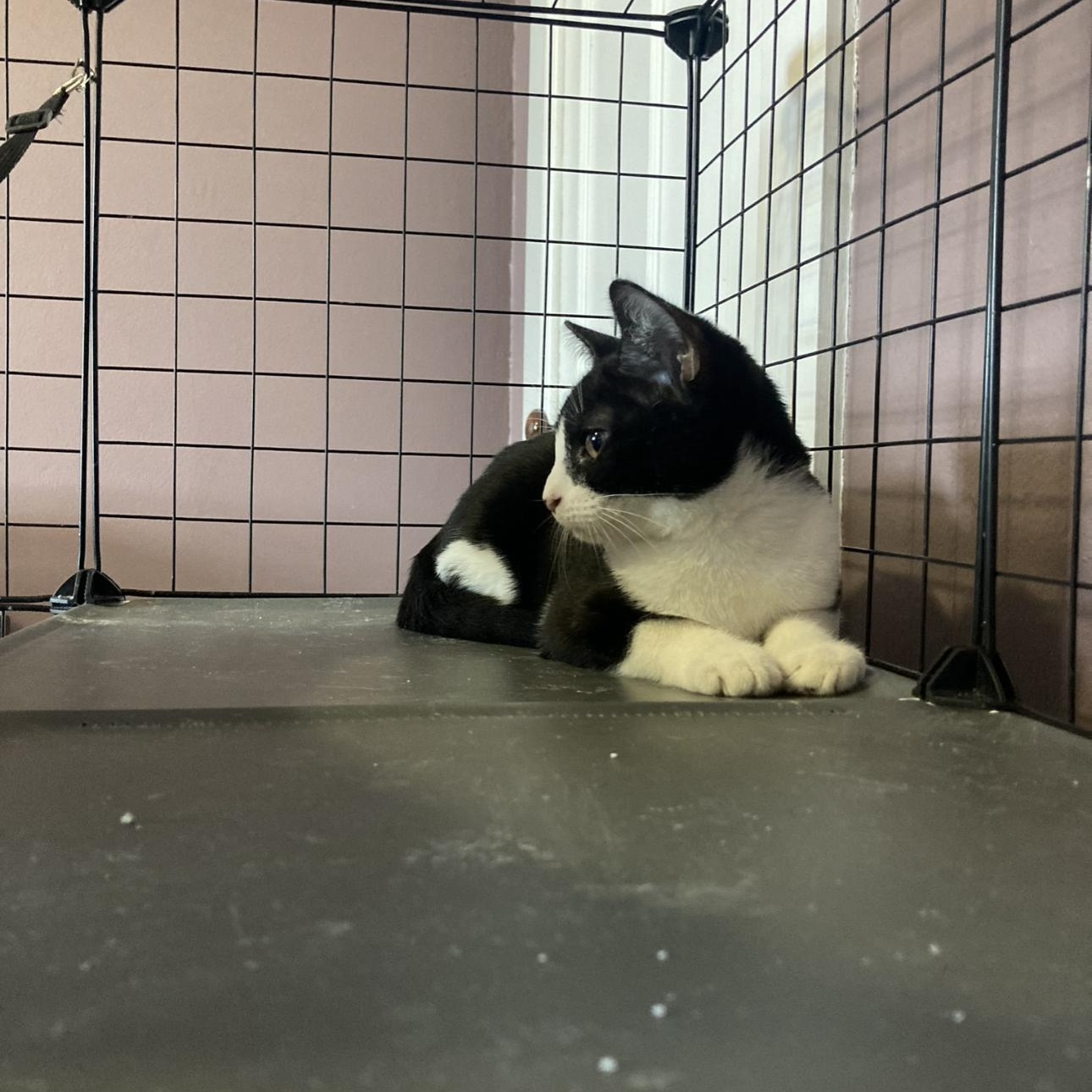 Bumble & Bee, a Adoptable Domestic Short Hair in Thomaston, CT image 2/6