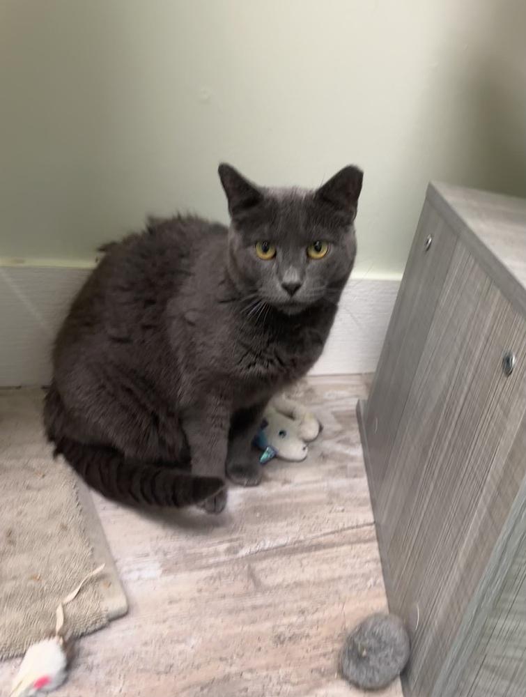 Enlarge Story, a Adoptable Domestic Short Hair in Greensburg, PA image 1/1