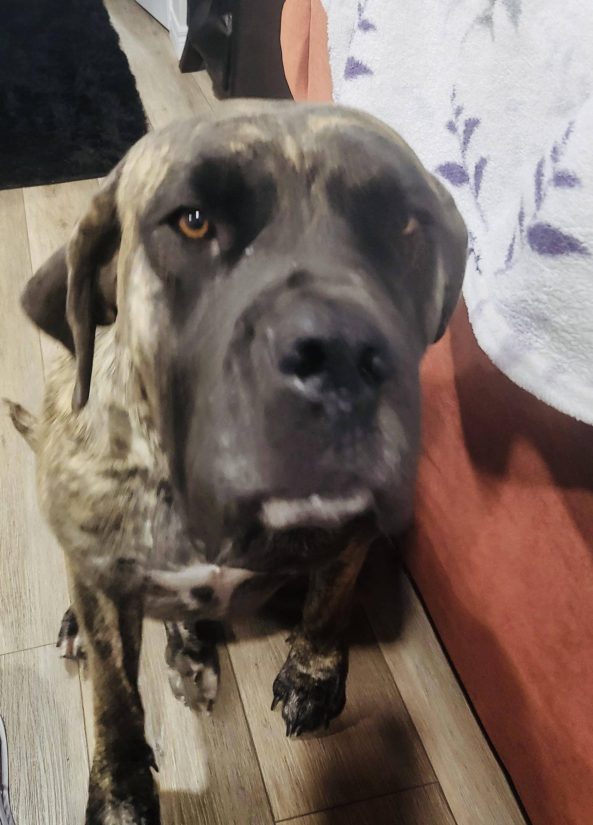 NOLA, Adoptable, Young Female Mastiff.