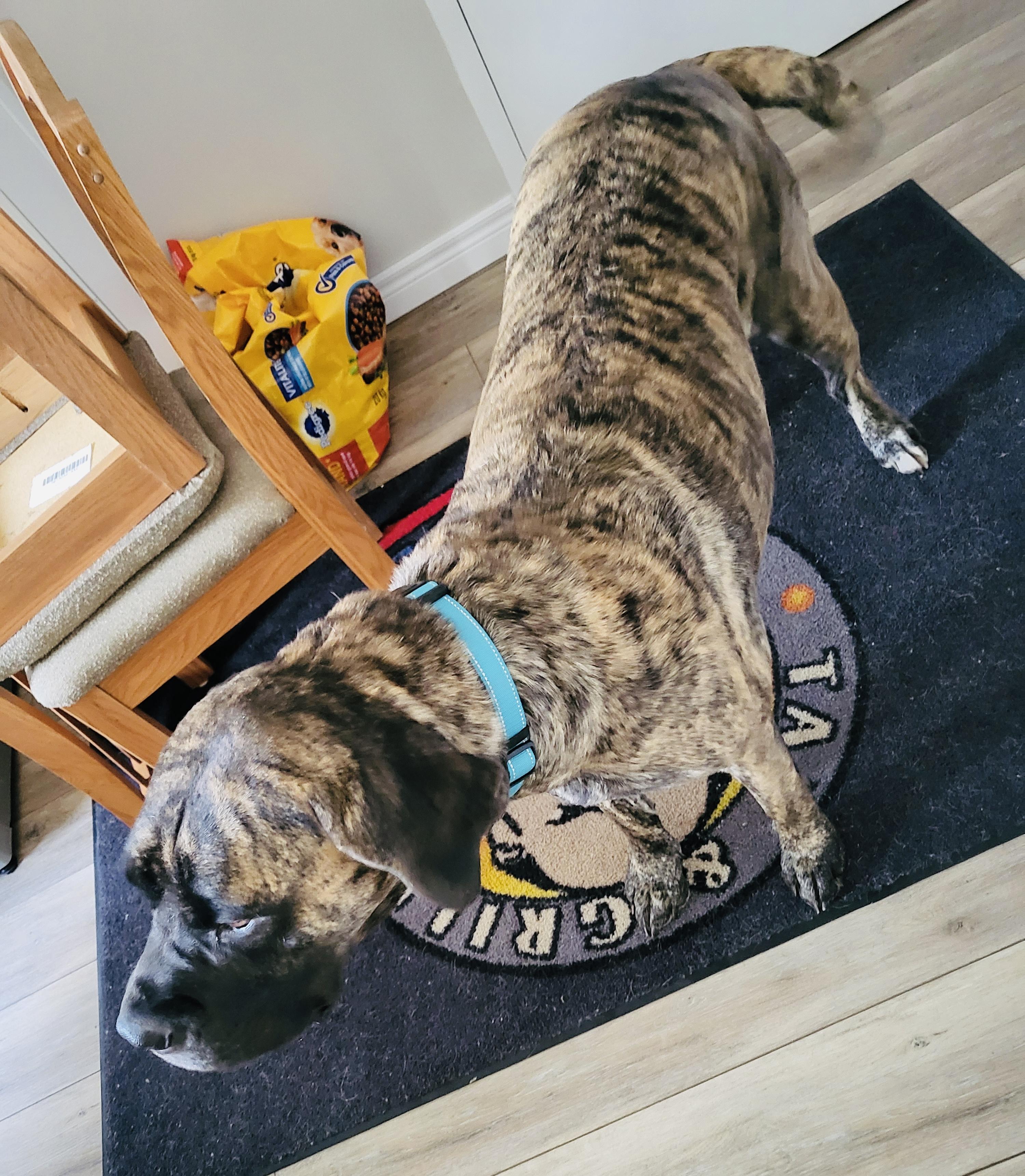 Enlarge NOLA, a Adoptable Mastiff in St Thomas, ON image 2/4