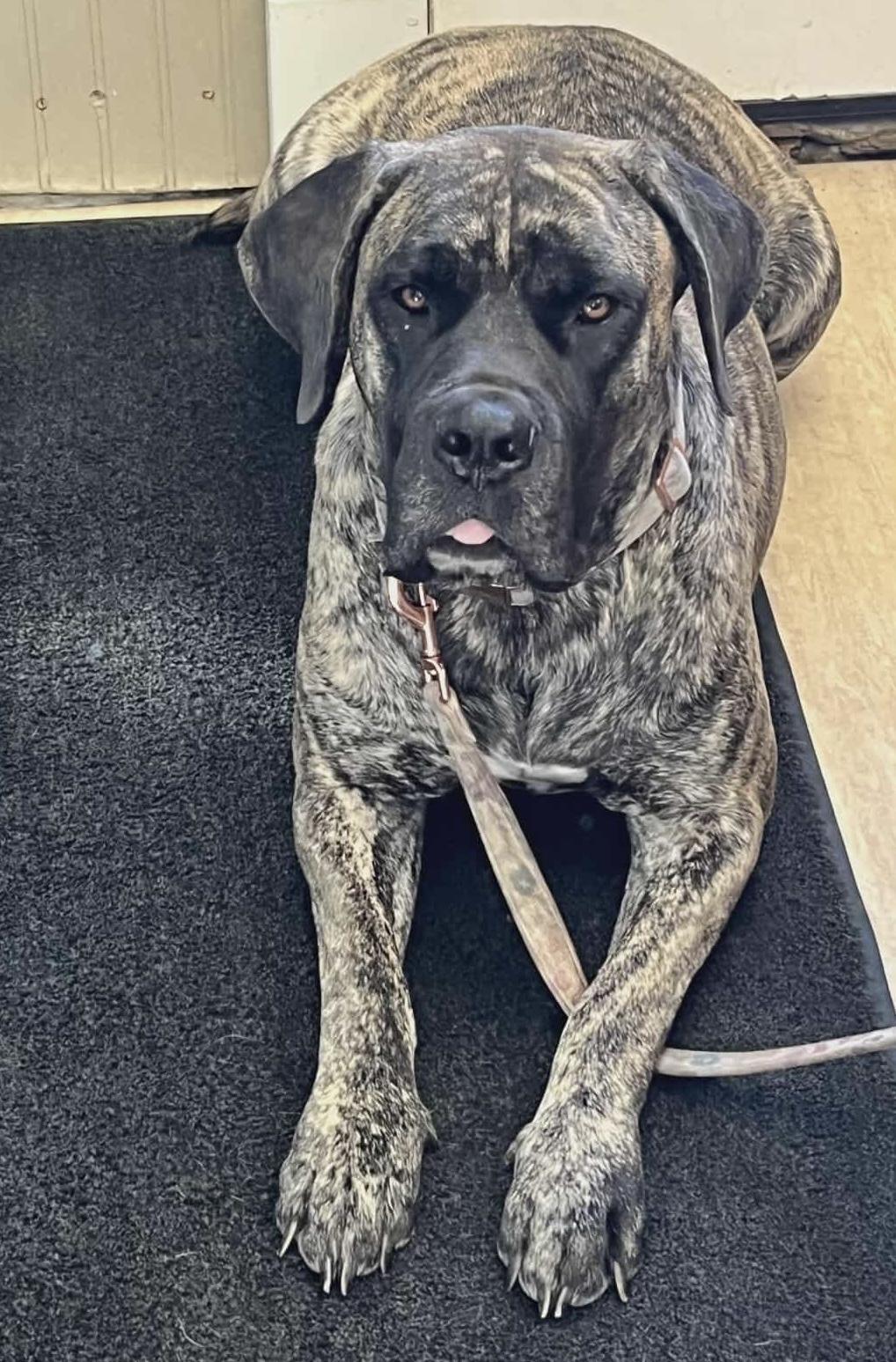 Enlarge NOLA, a Adoptable Mastiff in St Thomas, ON image 3/4