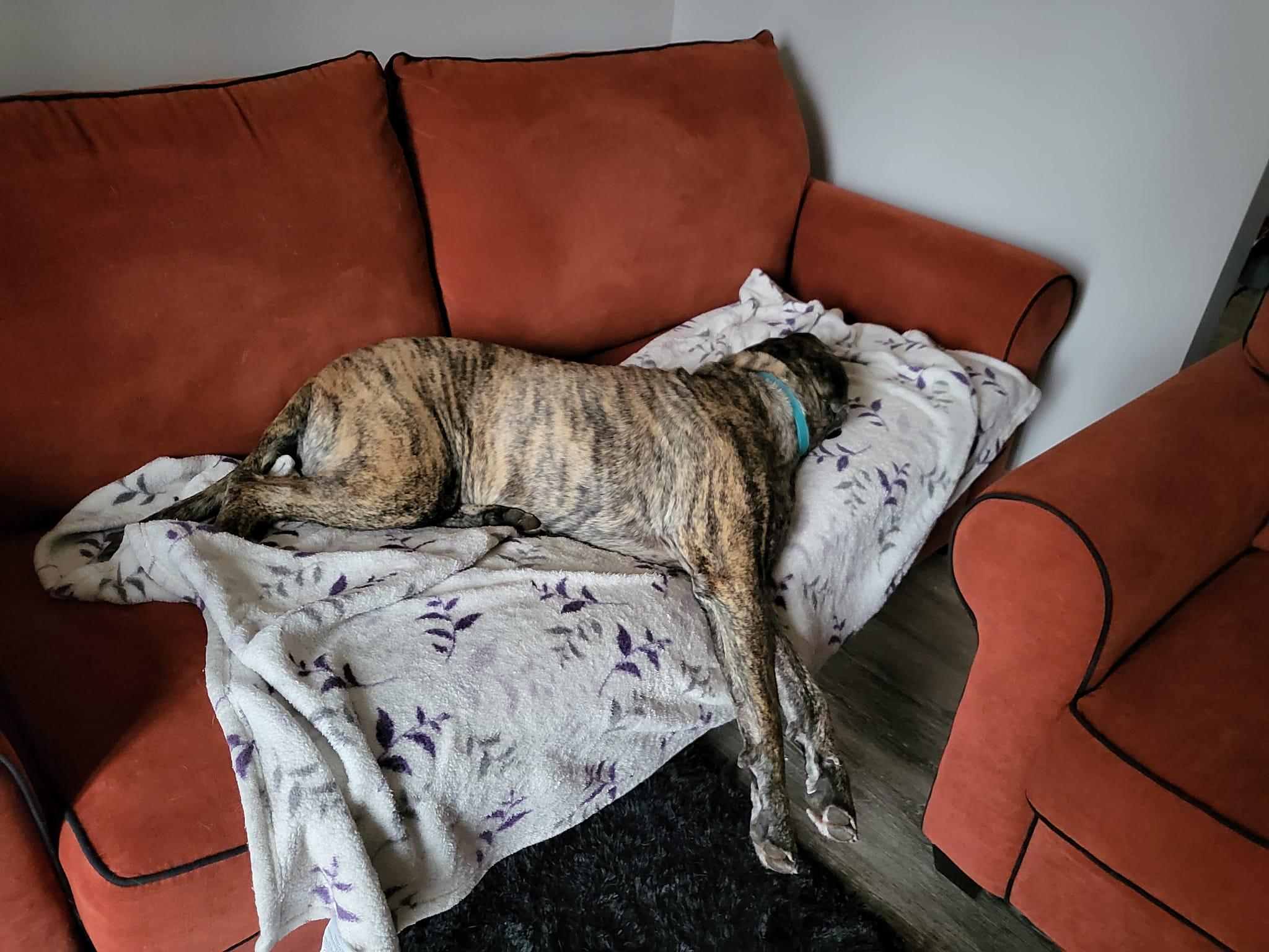 Enlarge NOLA, a Adoptable Mastiff in St Thomas, ON image 4/4