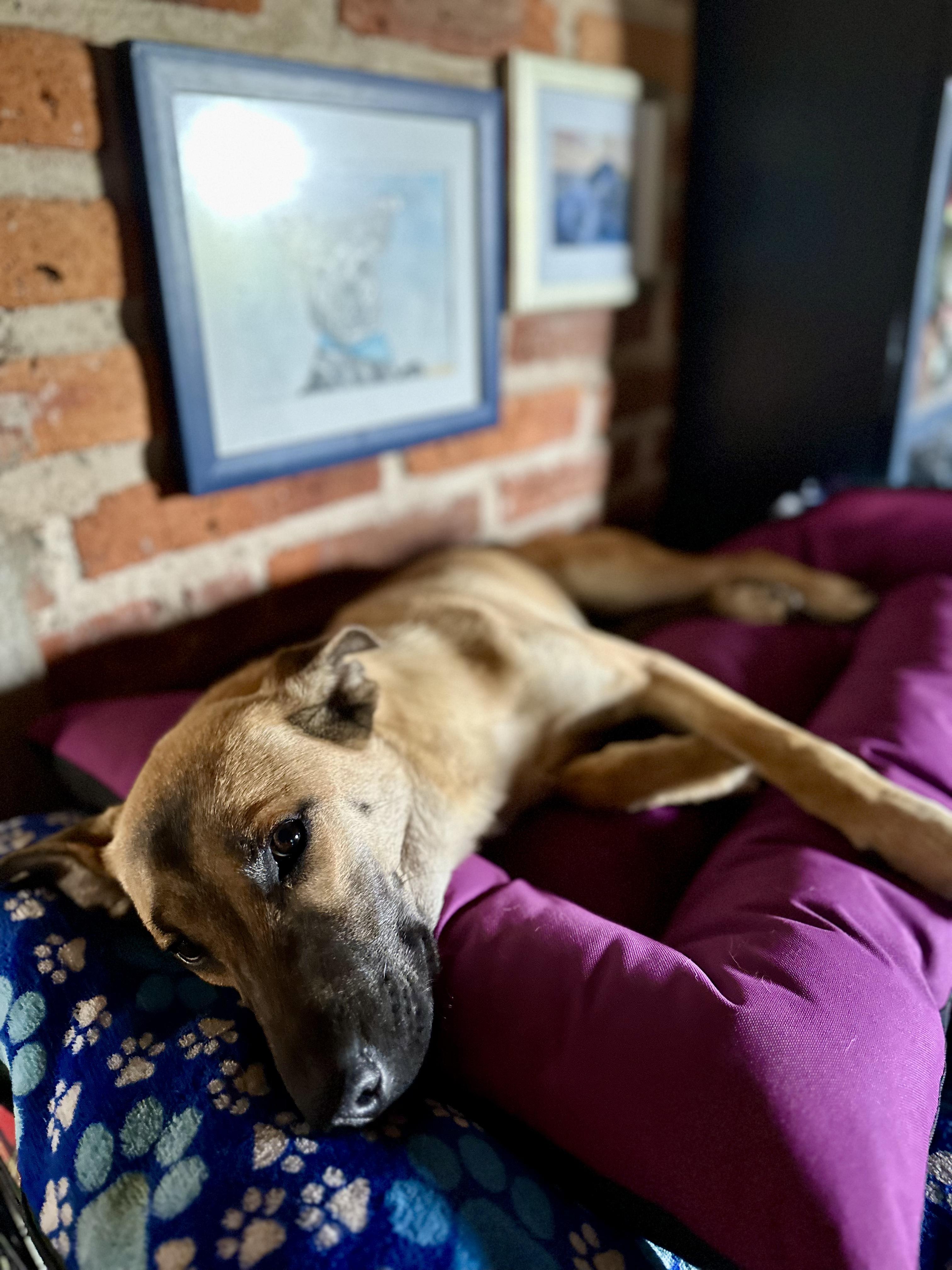 Enlarge Scoobie, a Adoptable mixed breed in Encino, CA image 5/5