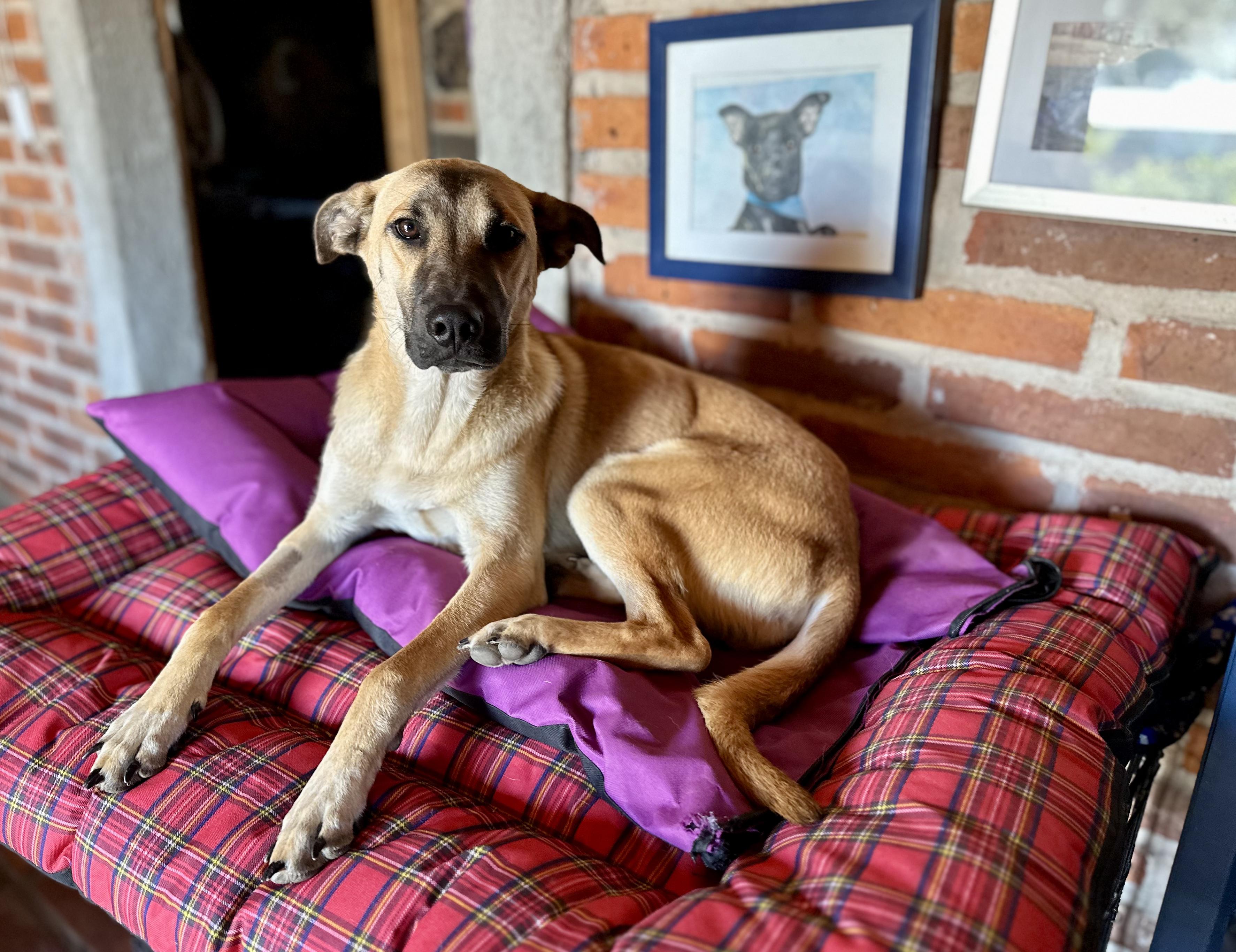 Scoobie, Adoptable, Young Male Black Mouth Cur.