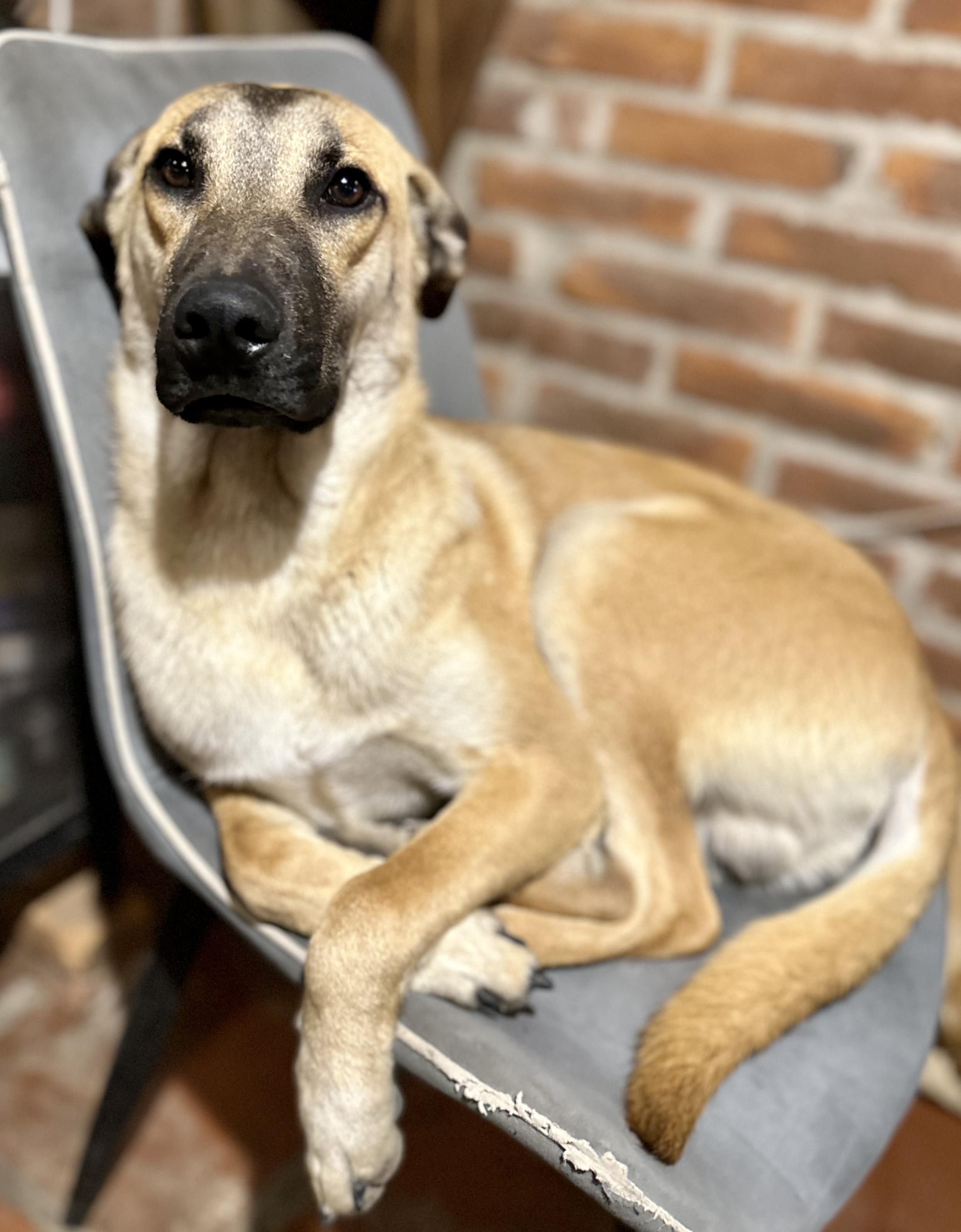 Enlarge Scoobie, a Adoptable mixed breed in Encino, CA image 2/5