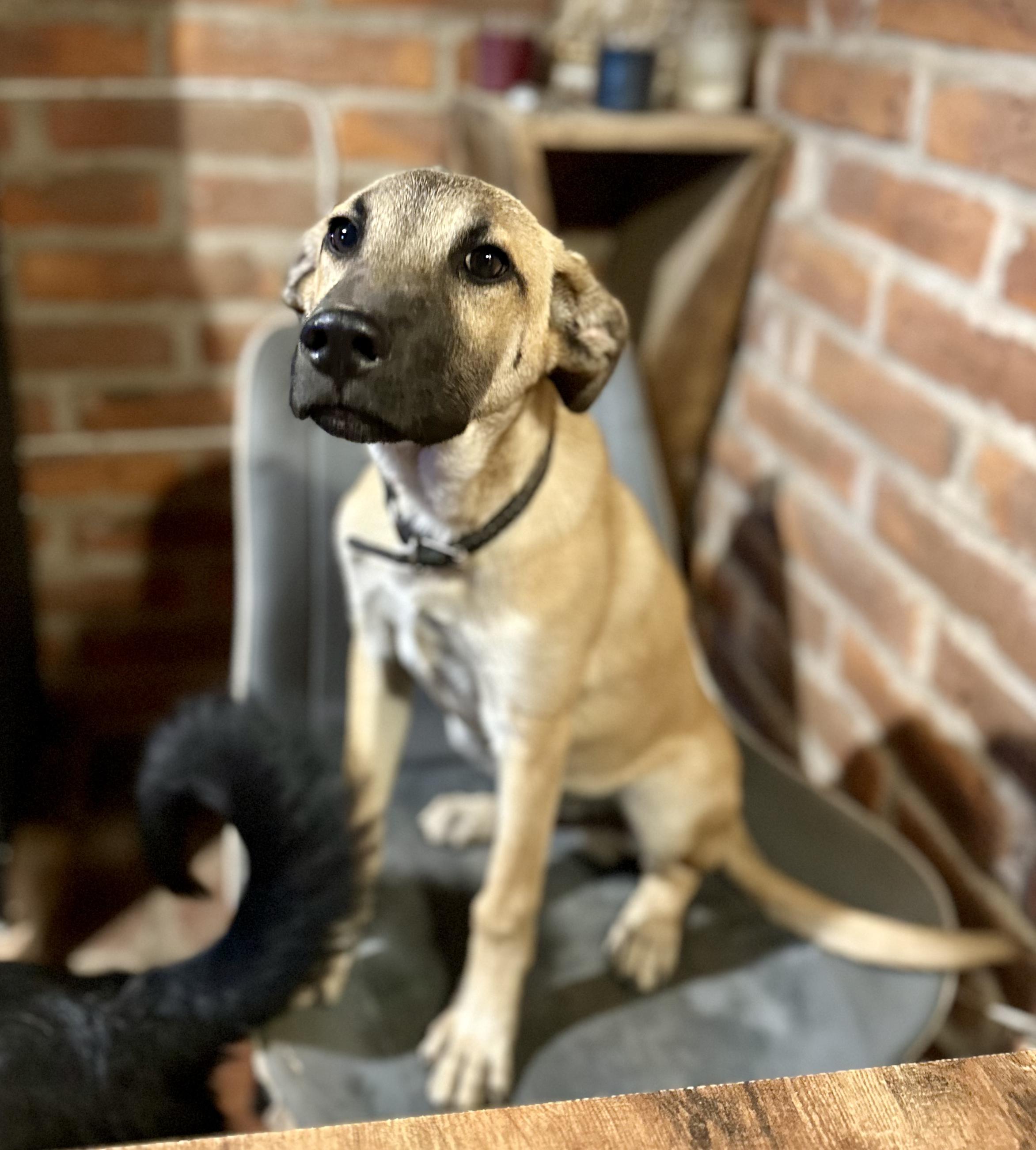 Enlarge Scoobie, a Adoptable mixed breed in Encino, CA image 4/5