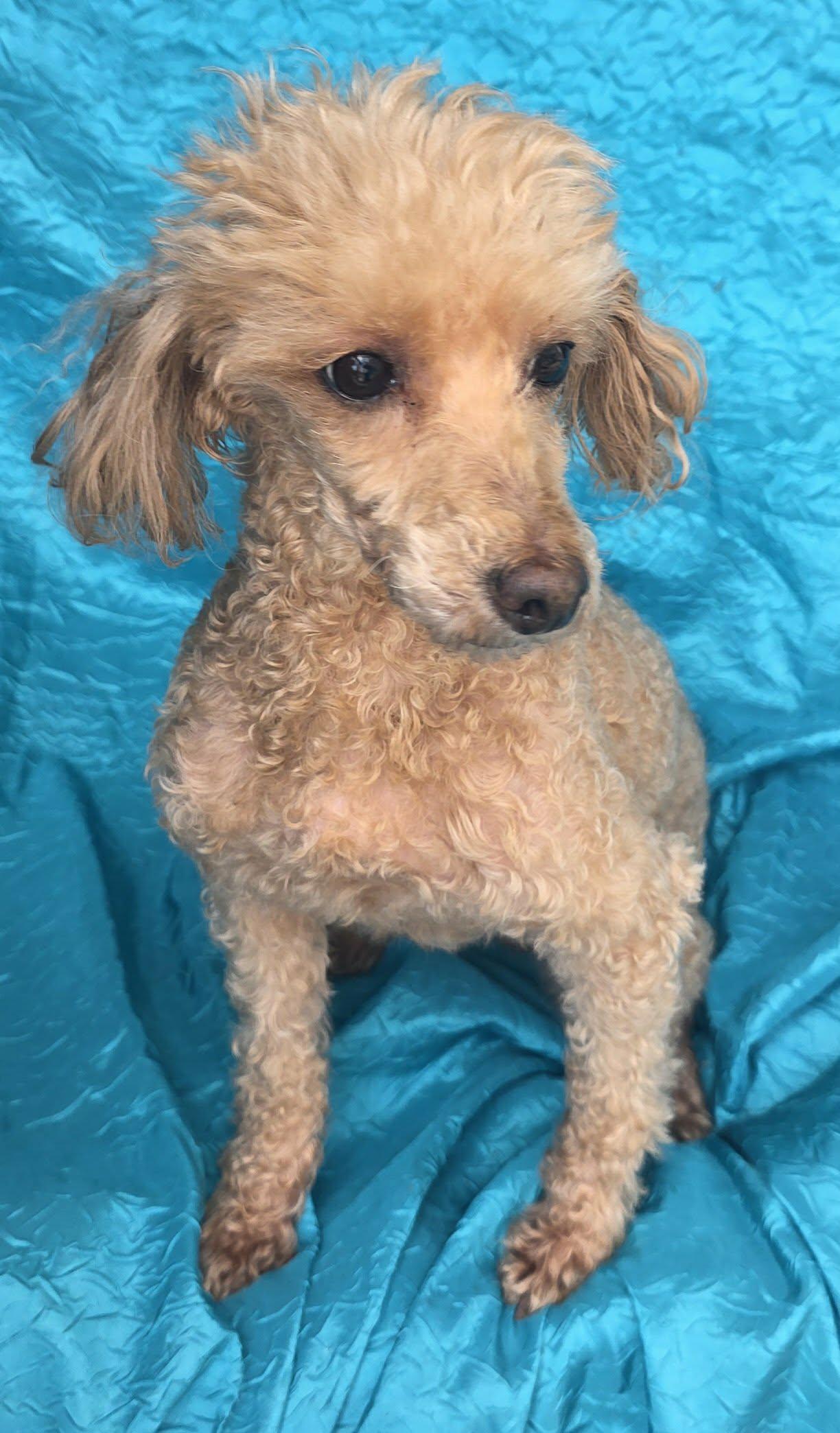 Maggie, a Adoptable Poodle in Cuba, NY image 1/2