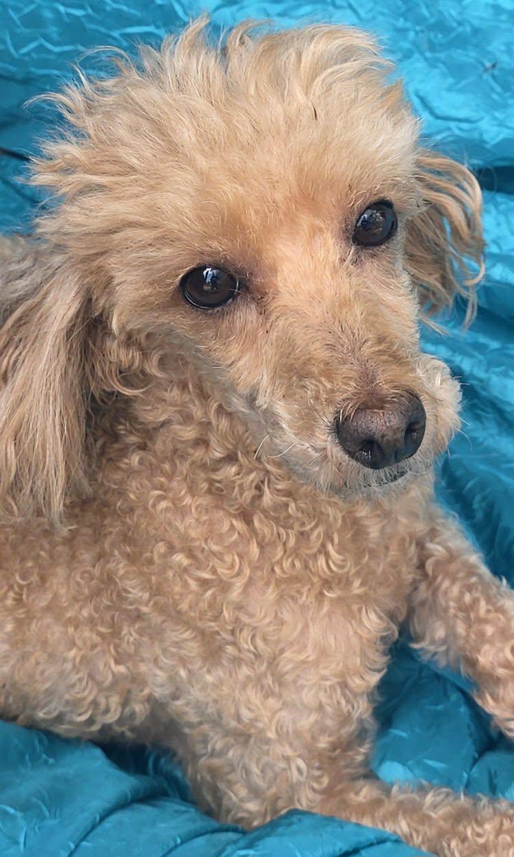 Maggie, a Adoptable Poodle in Cuba, NY image 2/2