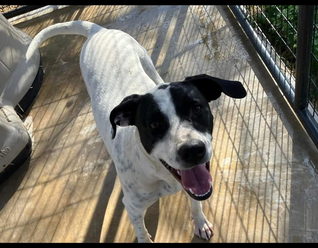Carolyn, Adoptable, Young Female German Shorthaired Pointer.