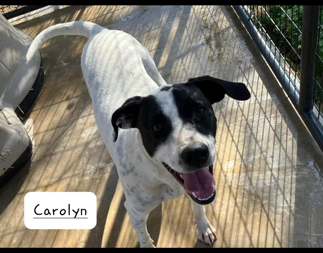 Carolyn, a Adoptable German Shorthaired Pointer in Nocona, TX image 2/2