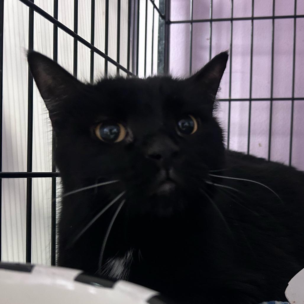 Wilbur, Adoptable, Adult Male Domestic Short Hair.
