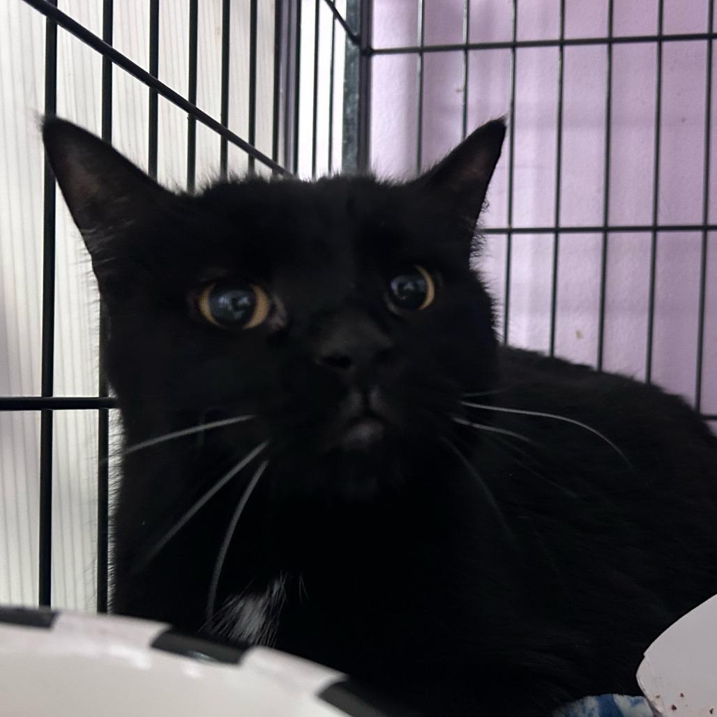 Wilbur, a Adoptable Domestic Short Hair in Davenport, IA image 2/2
