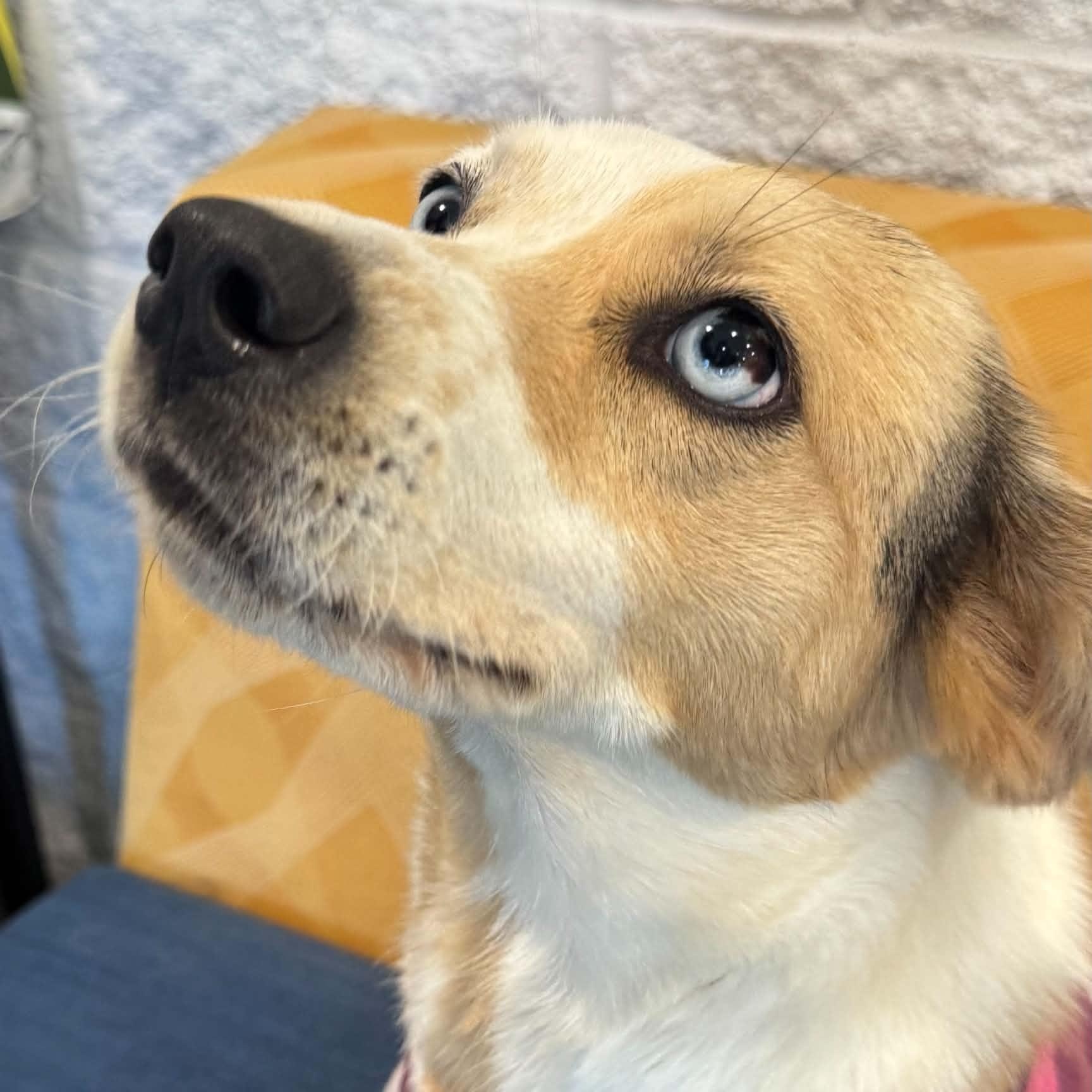 Enlarge Sally, a Adoptable mixed breed in Danbury, CT image 6/6
