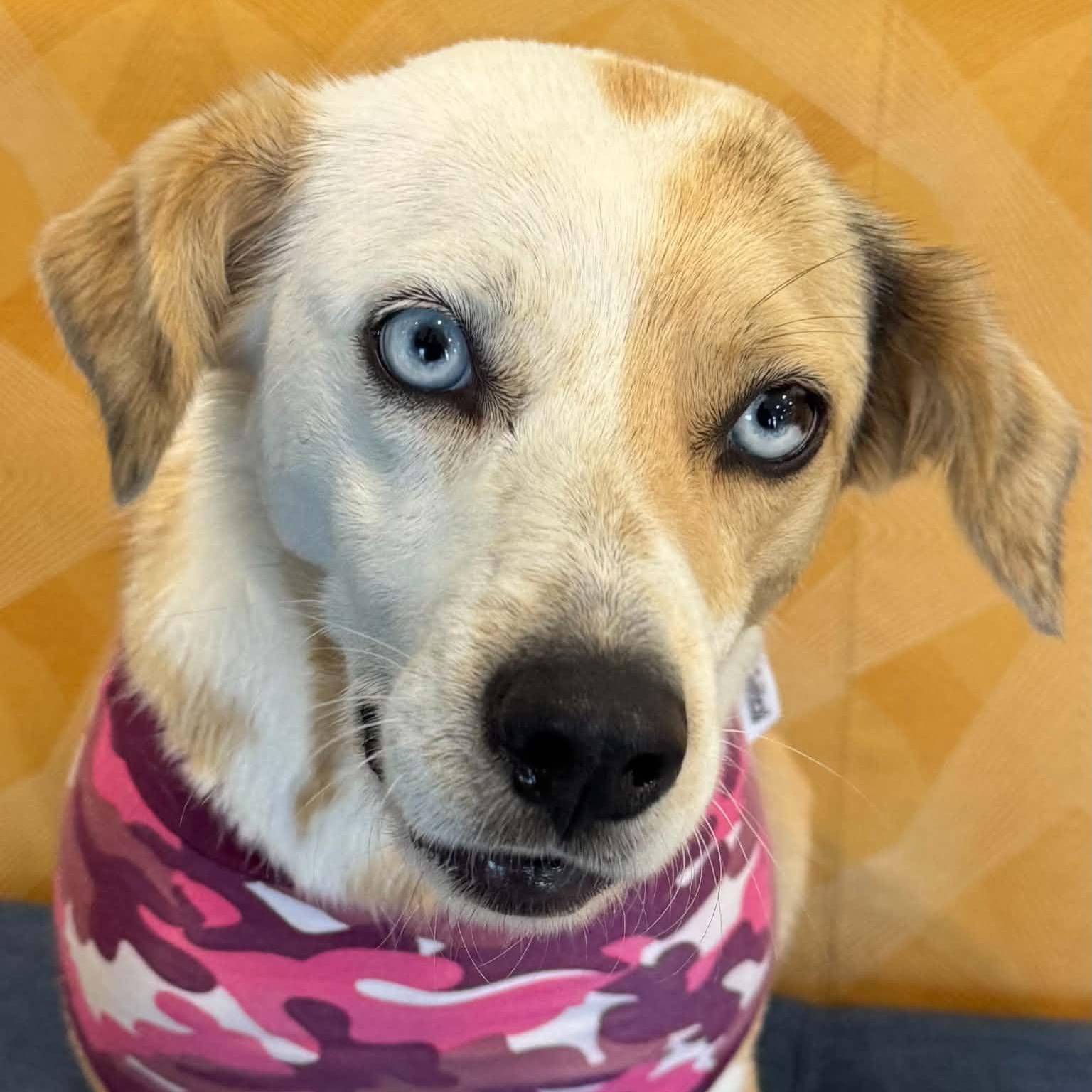 Enlarge Sally, a Adoptable mixed breed in Danbury, CT image 4/6