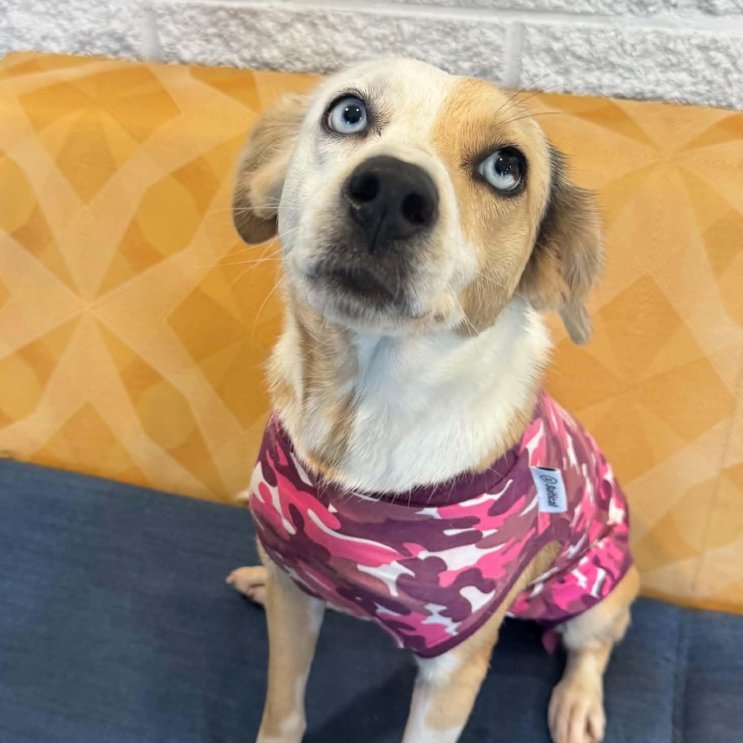 Enlarge Sally, a Adoptable mixed breed in Danbury, CT image 5/6
