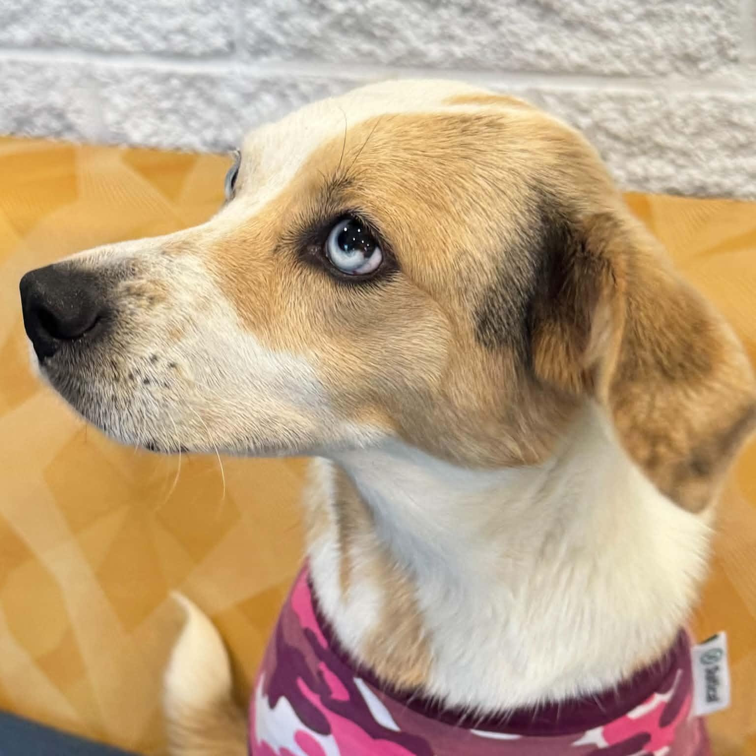 Enlarge Sally, a Adoptable mixed breed in Danbury, CT image 3/6