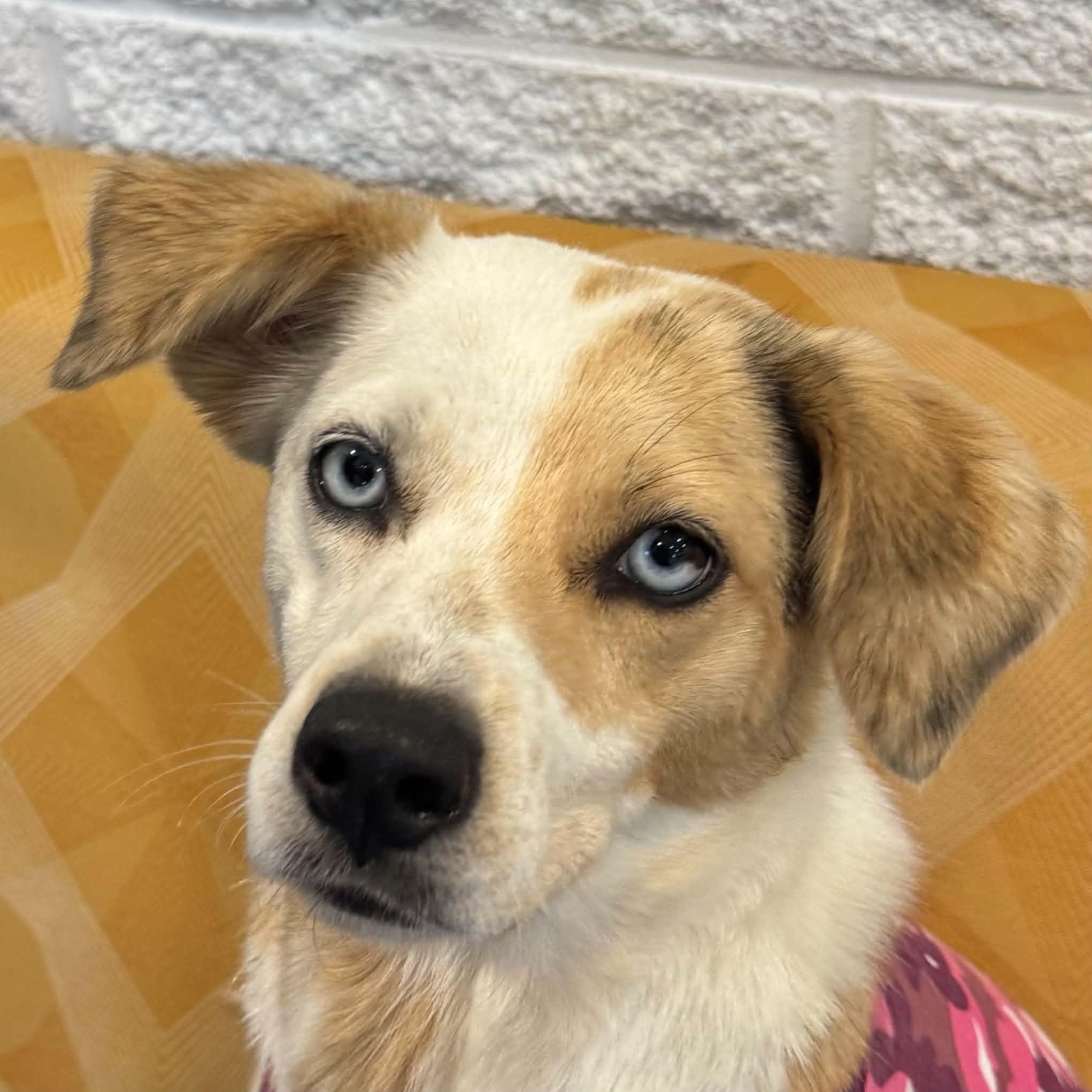 Enlarge Sally, a Adoptable mixed breed in Danbury, CT image 2/6