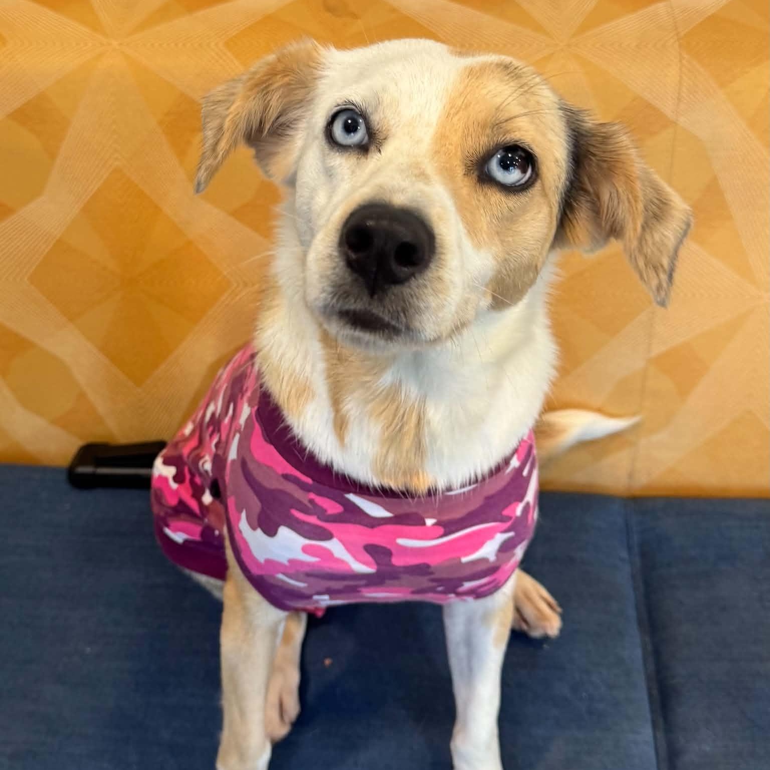 Enlarge Sally, a Adoptable mixed breed in Danbury, CT image 1/6